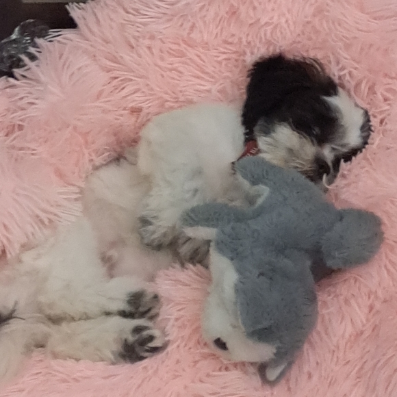 Meet your Posher, Jacquie - Picture 7 of 8